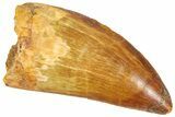 Serrated, Carcharodontosaurus Tooth - Real Dinosaur Tooth #364754-1